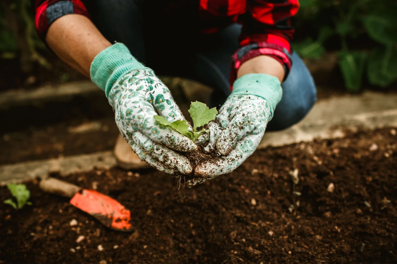 Hände in Gartenhandschuhen setzen eine junge Pflanze in Erde