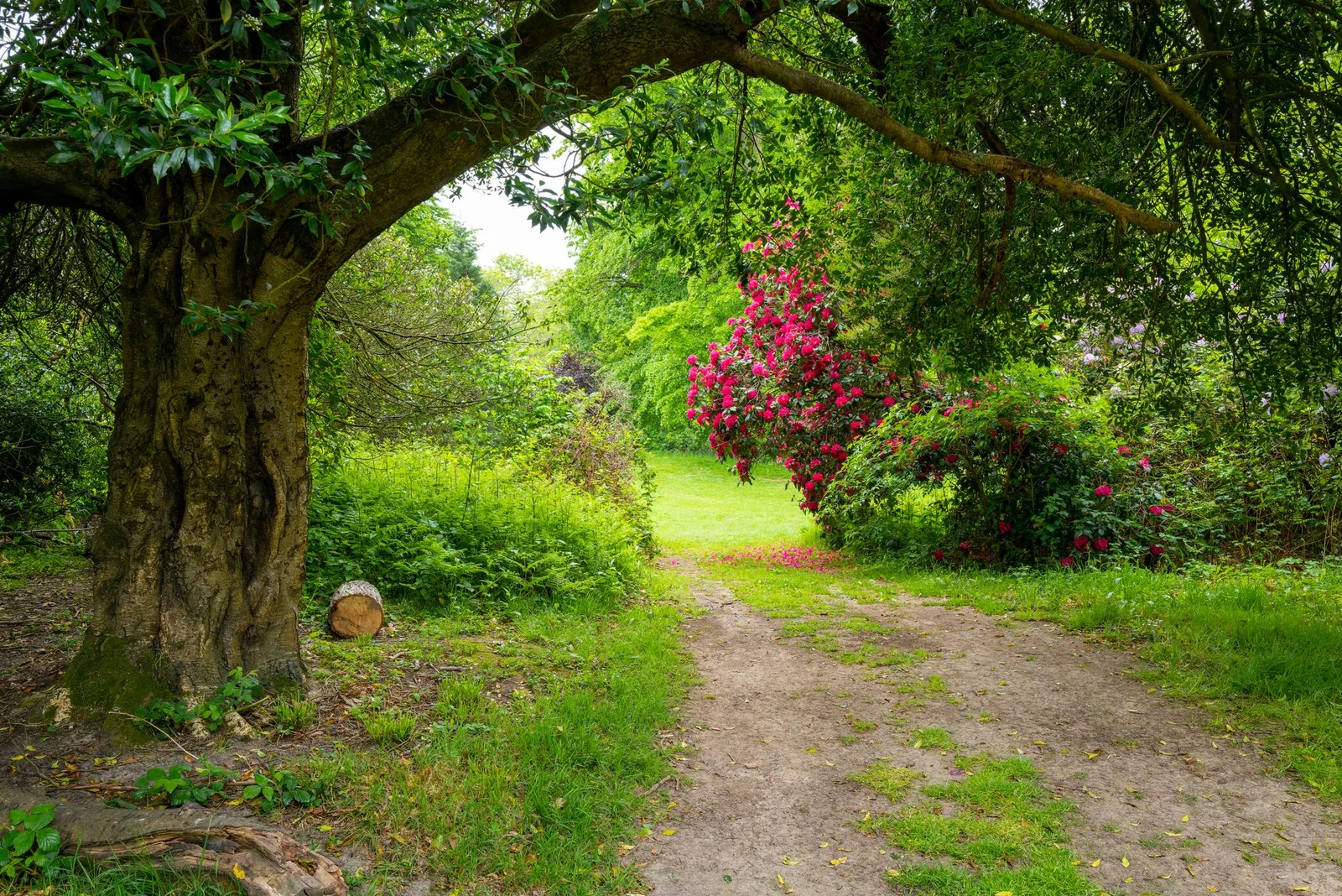Geschwungener Gartenweg zwischen blühenden Sträuchern und Bäumen