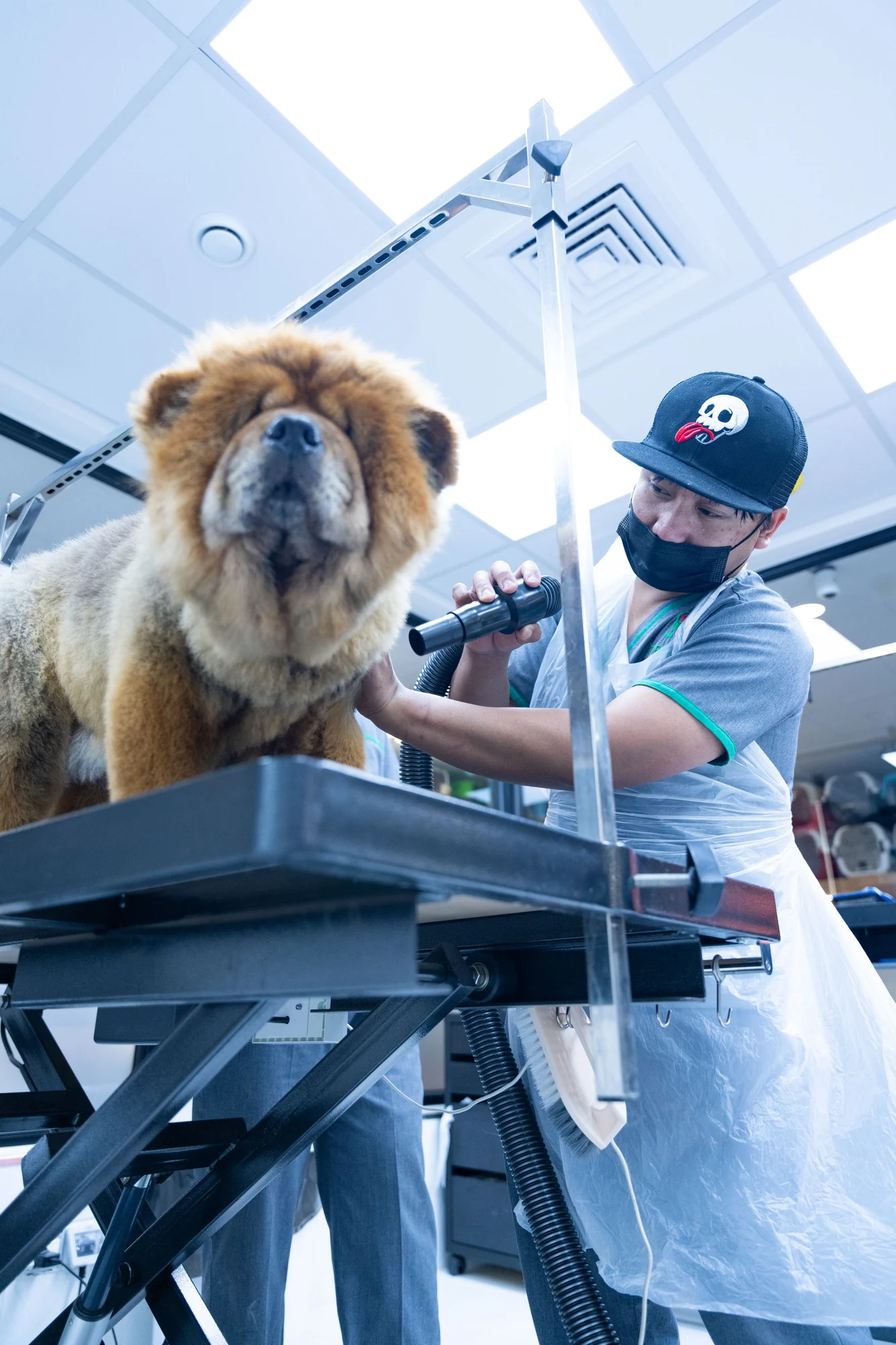 Ein Chow-Chow wird auf einem Pflegetisch betreut