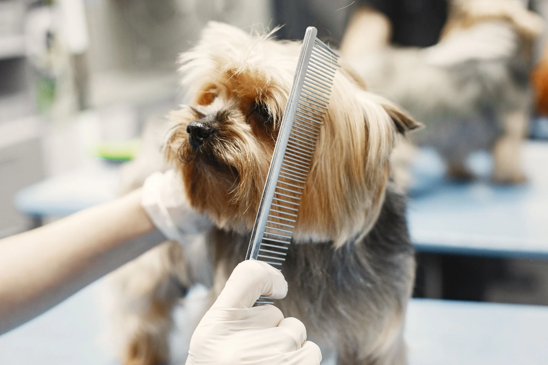 Ein Yorkshire Terrier wird im Hundesalon gekämmt